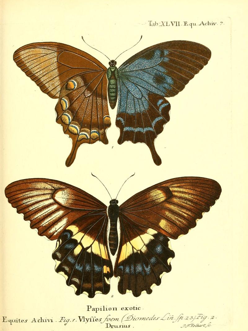 Die ausländischen Schmetterlinge in Abbildungen nach der Natur (Tab. XLVII) (6012000493)