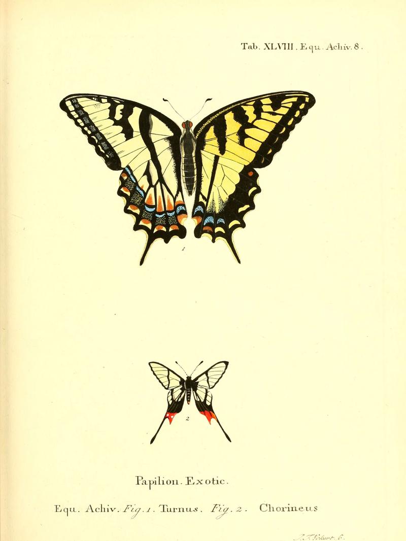 Die ausländischen Schmetterlinge in Abbildungen nach der Natur (Tab. XLVIII) (6012547494)