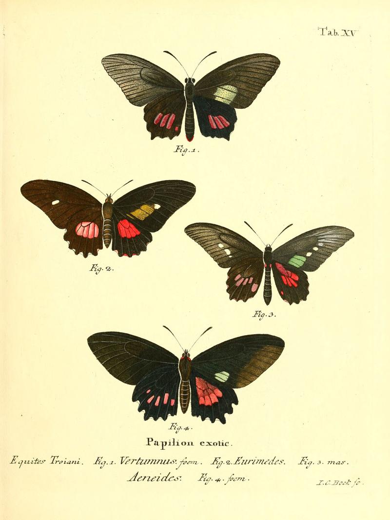 Die ausländischen Schmetterlinge in Abbildungen nach der Natur (Tab. XV) (6011990033)