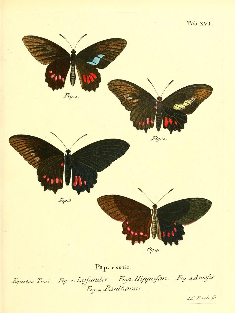 Die ausländischen Schmetterlinge in Abbildungen nach der Natur (Tab. XVI) (6011990245)