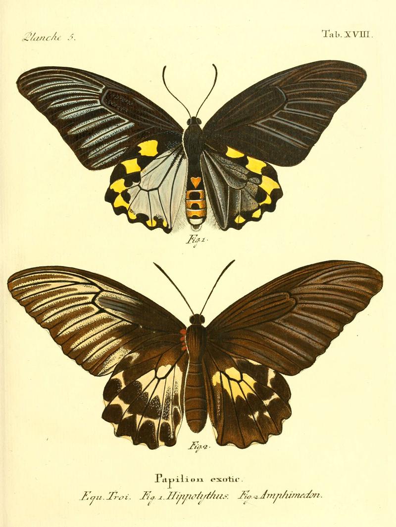Die ausländischen Schmetterlinge in Abbildungen nach der Natur (Tab. XVIII) (6012537366)
