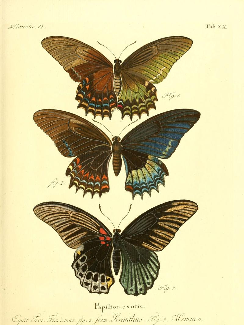 Die ausländischen Schmetterlinge in Abbildungen nach der Natur (Tab. XX) (6012538034)