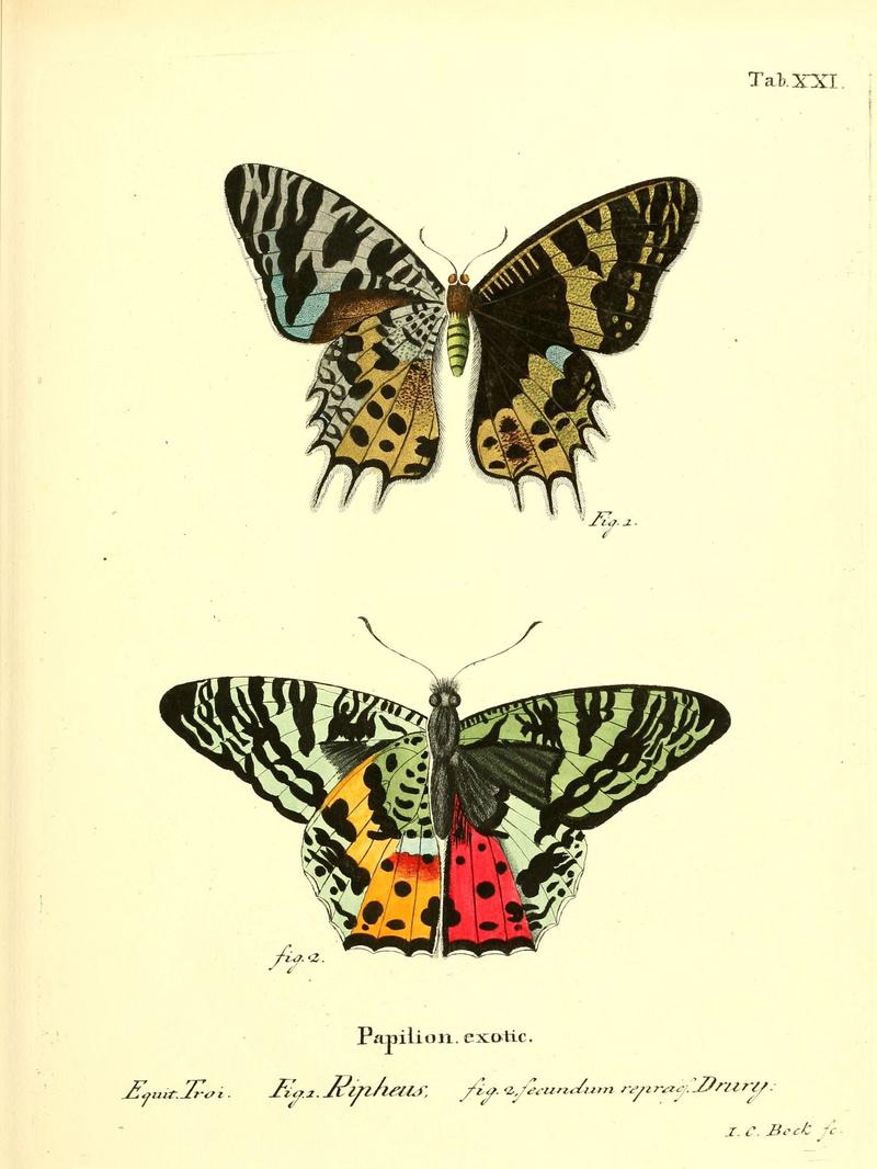 Die ausländischen Schmetterlinge in Abbildungen nach der Natur (Tab. XXI) (6011991393)