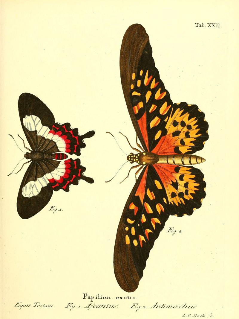 Die ausländischen Schmetterlinge in Abbildungen nach der Natur (Tab. XXII) (6012538588)
