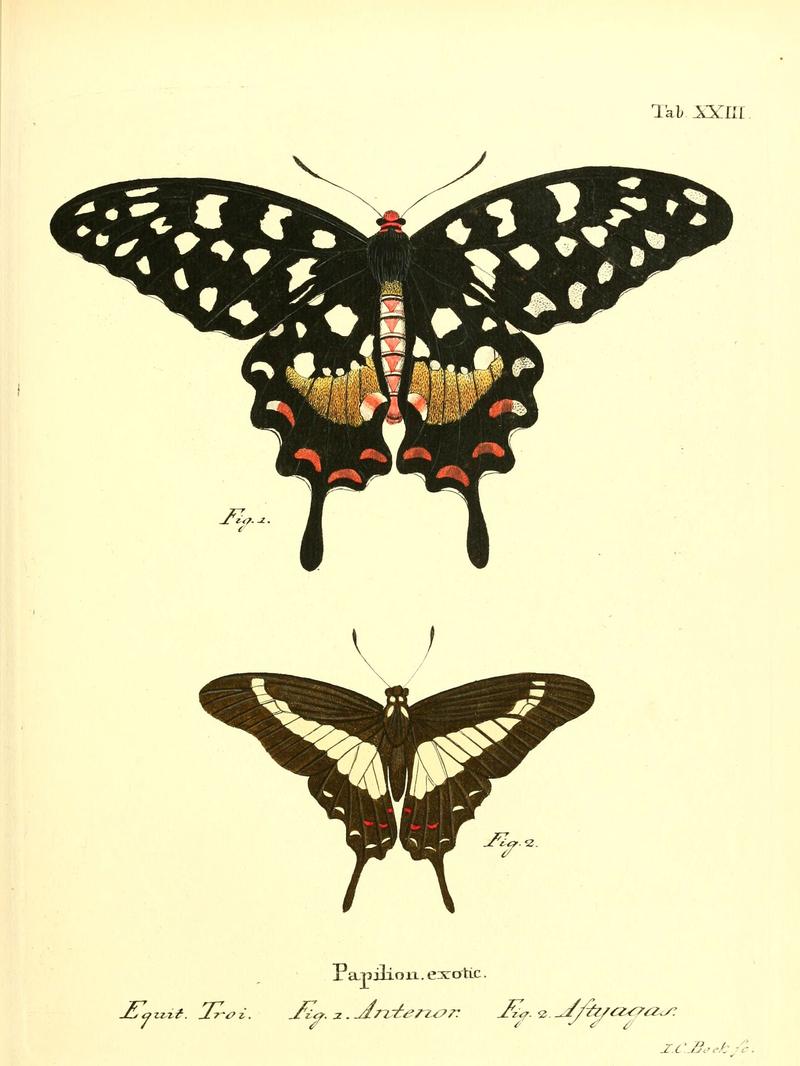 Die ausländischen Schmetterlinge in Abbildungen nach der Natur (Tab. XXIII) (6012538880)
