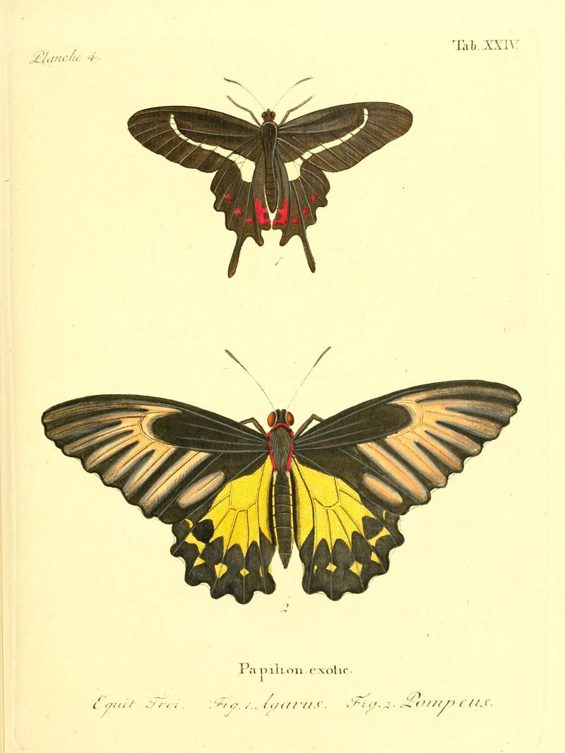 Die ausländischen Schmetterlinge in Abbildungen nach der Natur (Tab. XXIV) (6011992275)