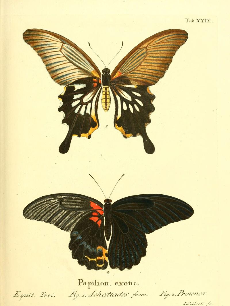 Die ausländischen Schmetterlinge in Abbildungen nach der Natur (Tab. XXIX) (6011993939)