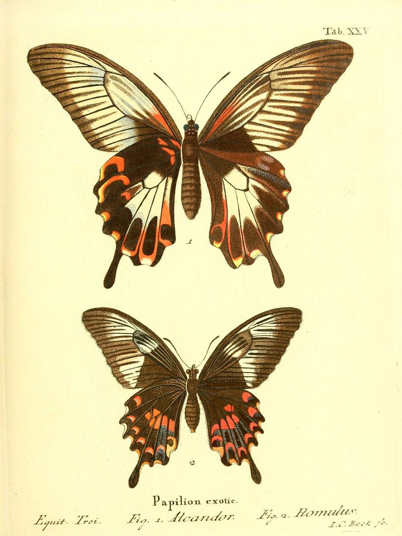 Die ausländischen Schmetterlinge in Abbildungen nach der Natur (Tab. XXV) (6012539330)