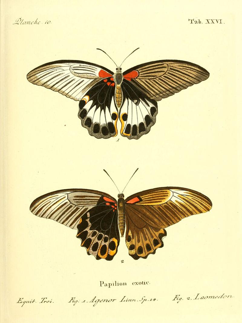Die ausländischen Schmetterlinge in Abbildungen nach der Natur (Tab. XXVI) (6011992823)