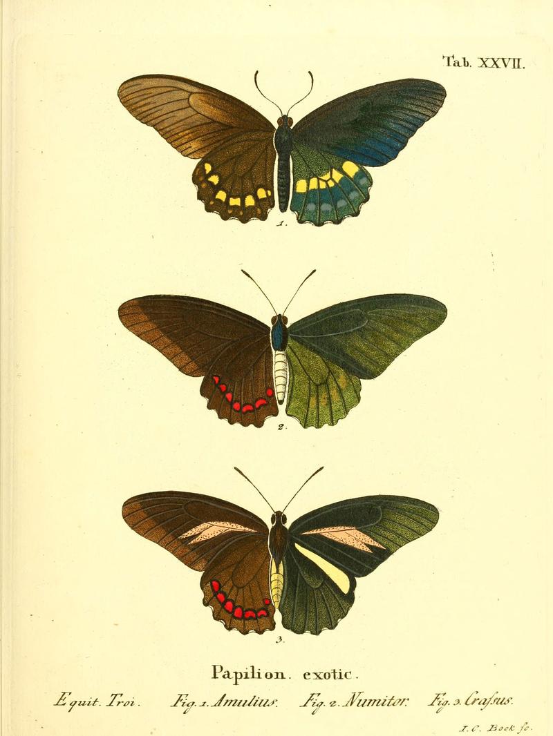 Die ausländischen Schmetterlinge in Abbildungen nach der Natur (Tab. XXVII) (6011993281)