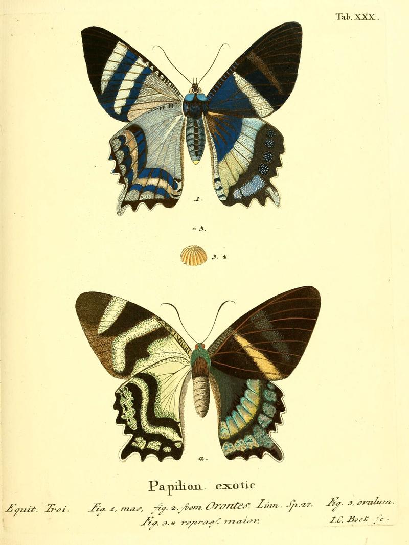 Die ausländischen Schmetterlinge in Abbildungen nach der Natur (Tab. XXX) (6012541052)