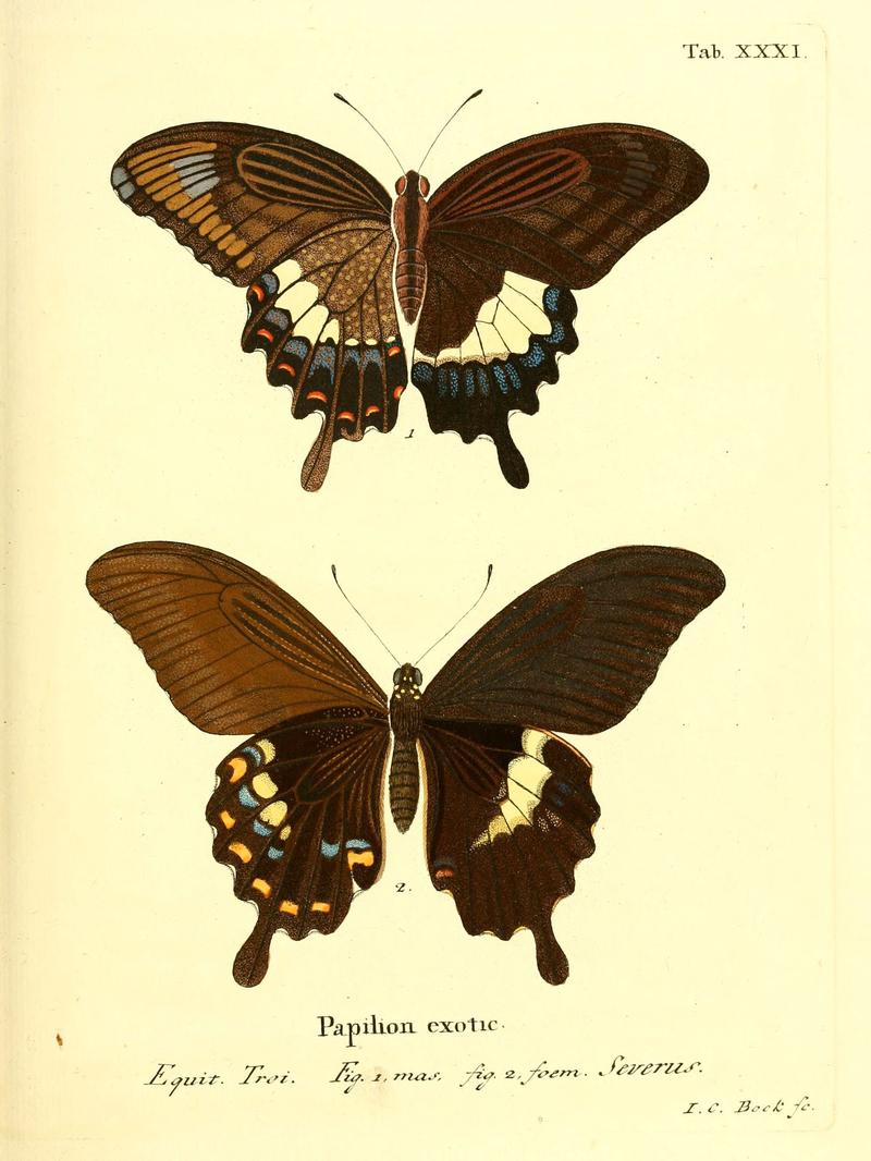 Die ausländischen Schmetterlinge in Abbildungen nach der Natur (Tab. XXXI) (6012541510)
