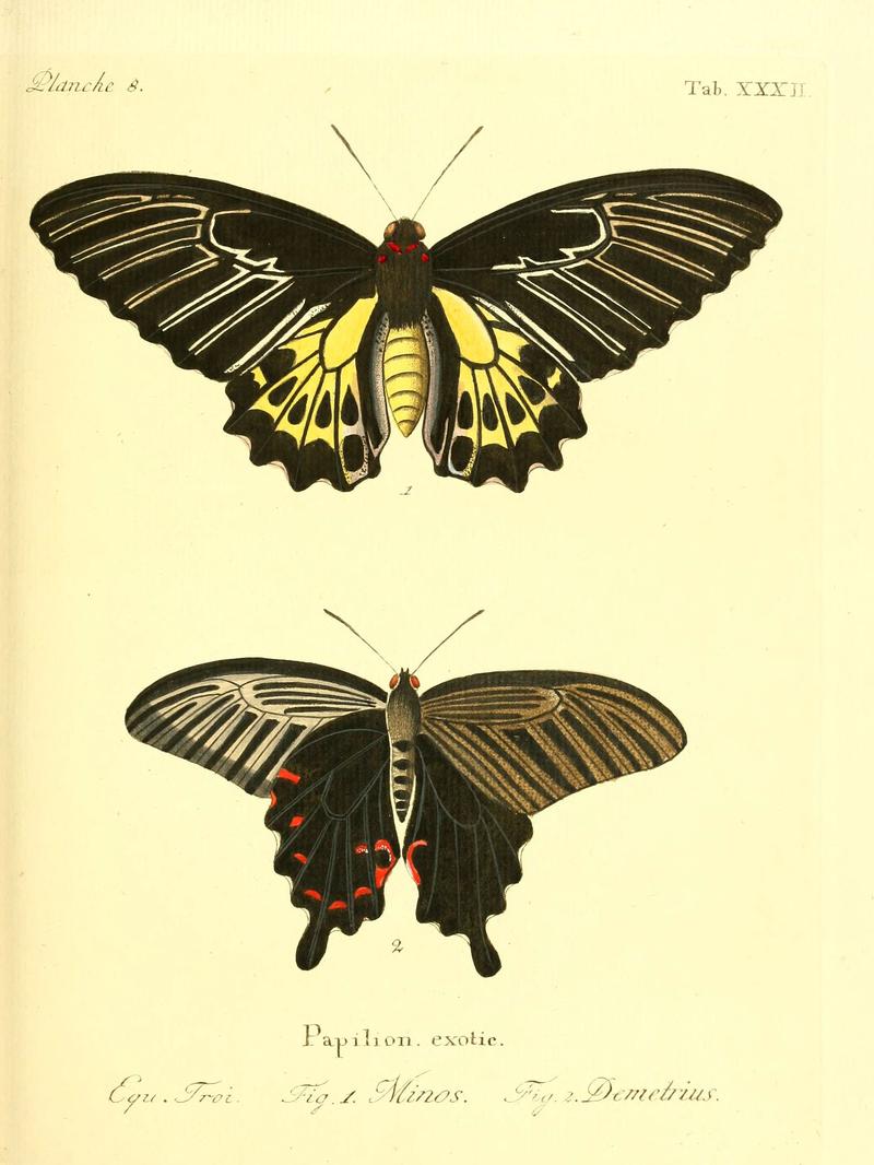 Die ausländischen Schmetterlinge in Abbildungen nach der Natur (Tab. XXXII) (6011994873)