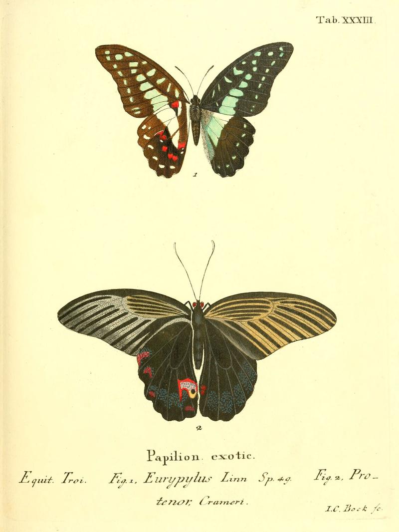 Die ausländischen Schmetterlinge in Abbildungen nach der Natur (Tab. XXXIII) (6011995185)