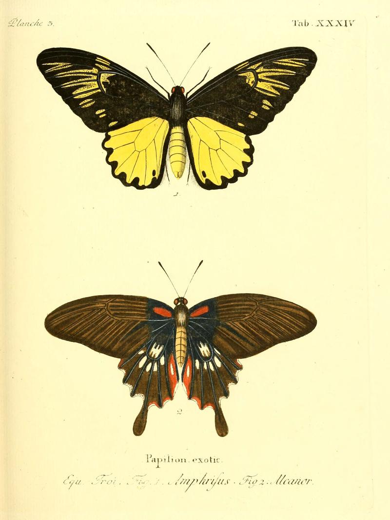 Die ausländischen Schmetterlinge in Abbildungen nach der Natur (Tab. XXXIV) (6012542264)