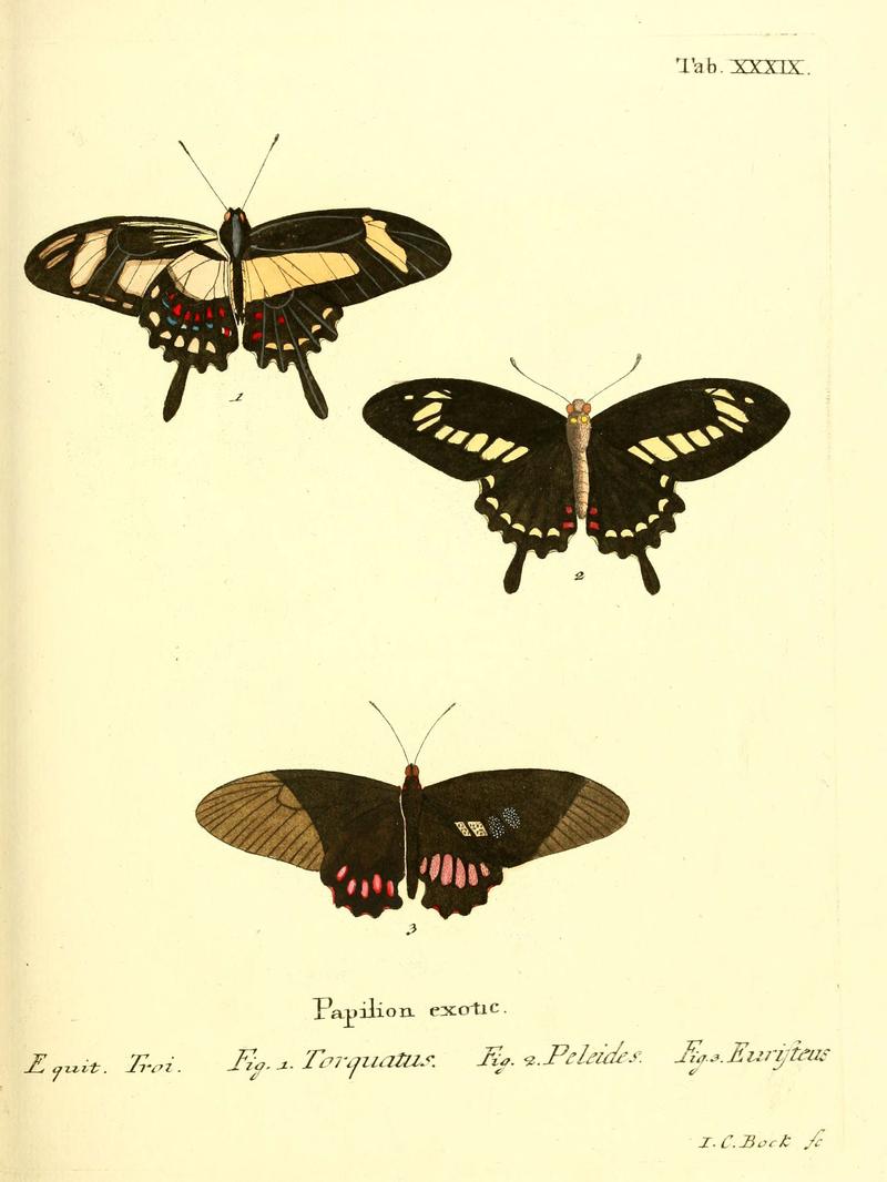 Die ausländischen Schmetterlinge in Abbildungen nach der Natur (Tab. XXXIX) (6012543690)