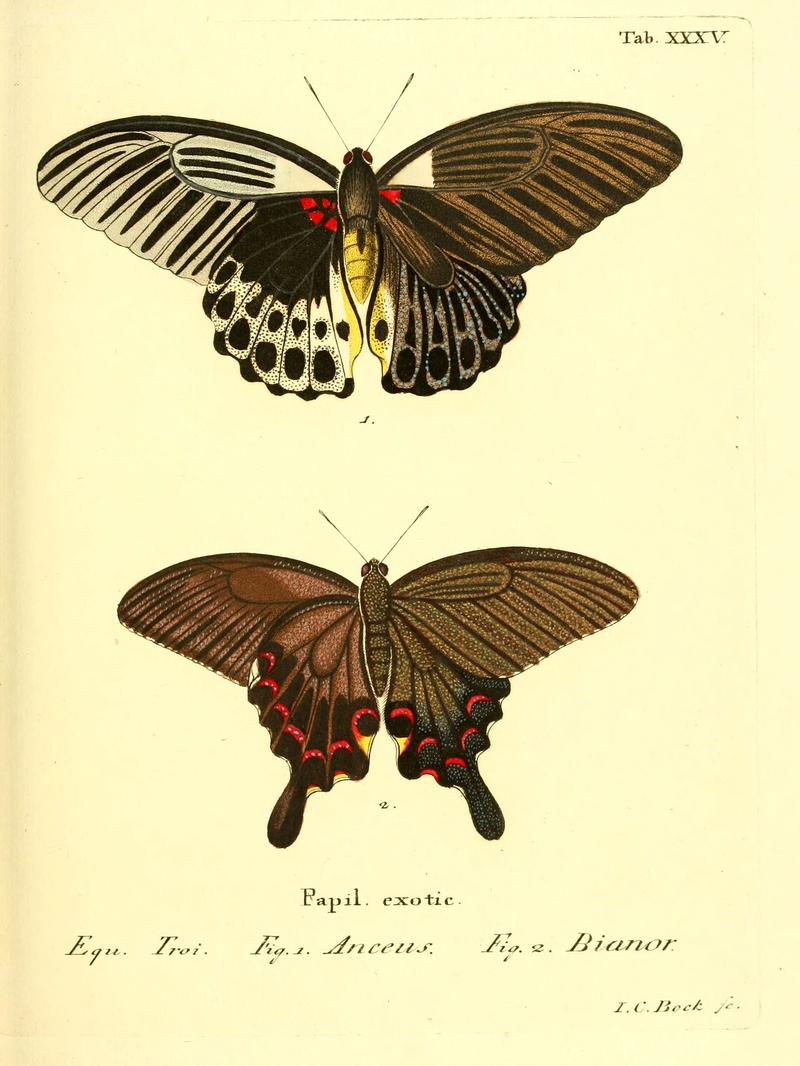 Die ausländischen Schmetterlinge in Abbildungen nach der Natur (Tab. XXXV) (6012542652)