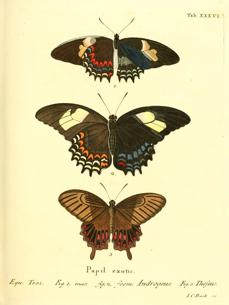 Die ausländischen Schmetterlinge in Abbildungen nach der Natur (Tab. XXXVI) (6011996105)