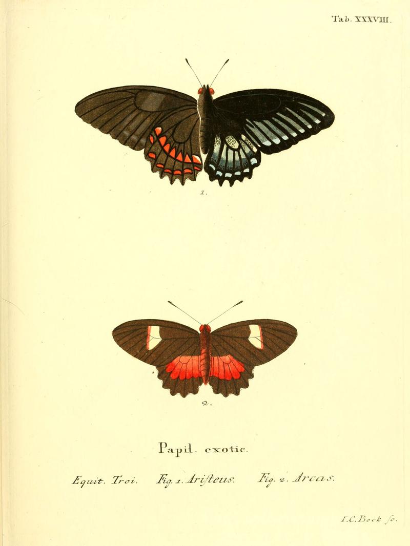 Die ausländischen Schmetterlinge in Abbildungen nach der Natur (Tab. XXXVIII) (6012543468)
