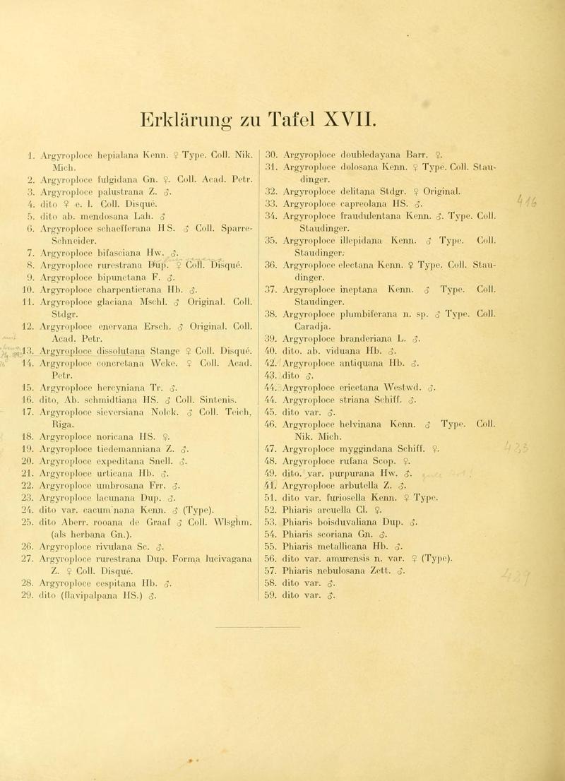 Die palaearktischen tortriciden TafelXVIIText