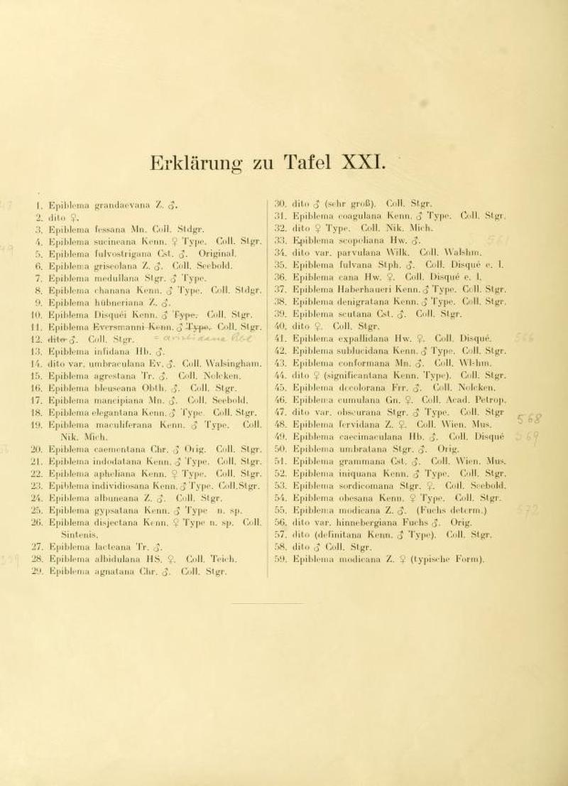 Die palaearktischen tortriciden TafelXXIText