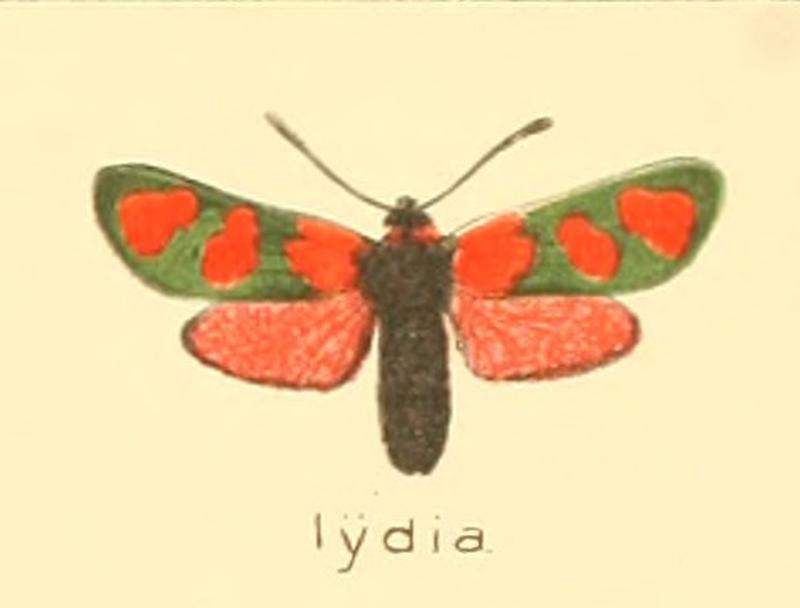 Diegrossschmette02seit 0021 Zygaena lydia