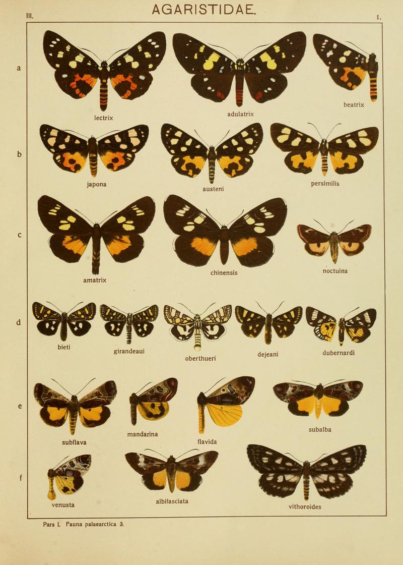 Diegrossschmette03seitz 0009