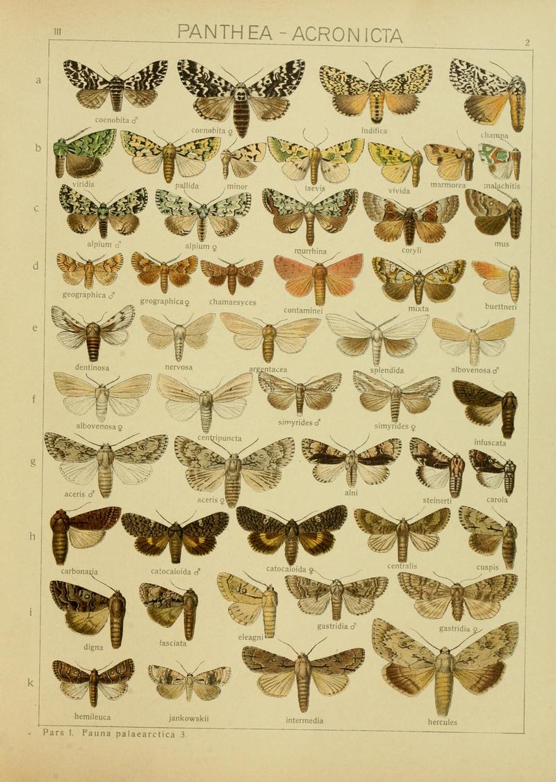 Diegrossschmette03seitz 0011