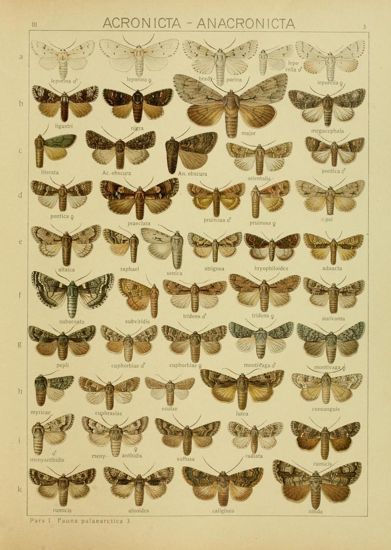 Diegrossschmette03seitz 0013
