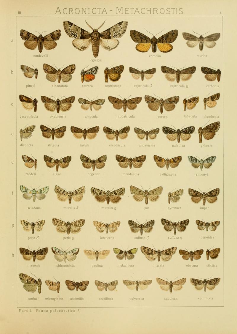 Diegrossschmette03seitz 0015