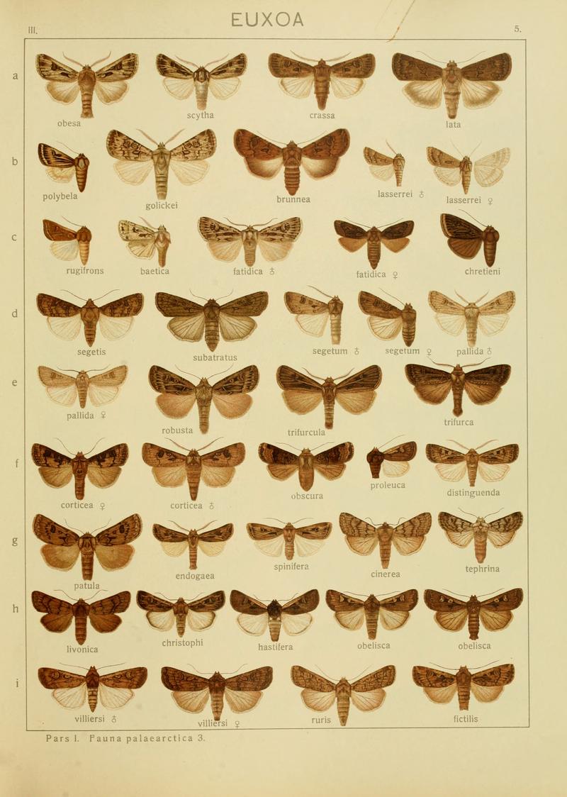 Diegrossschmette03seitz 0017