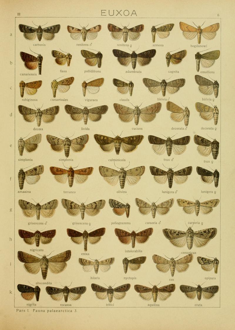 Diegrossschmette03seitz 0019
