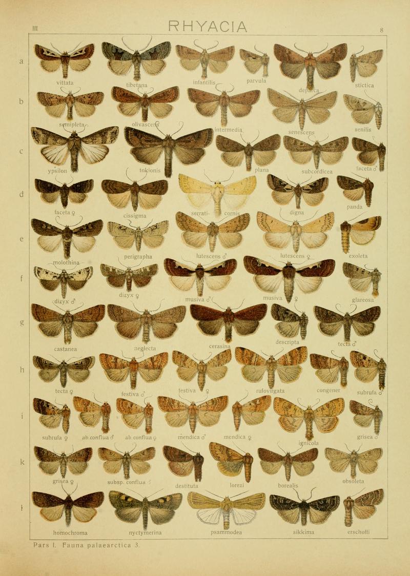 Diegrossschmette03seitz 0023