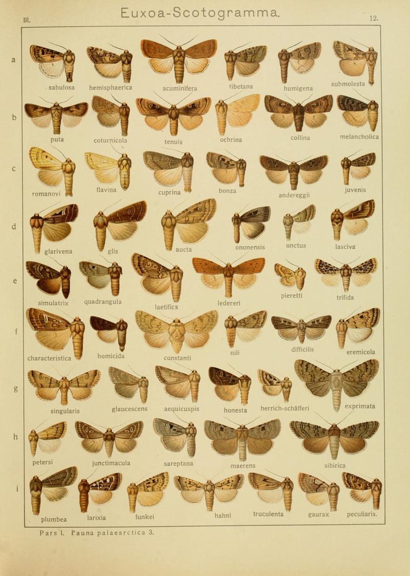 Diegrossschmette03seitz 0031