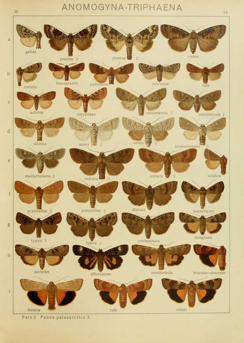 Diegrossschmette03seitz 0035