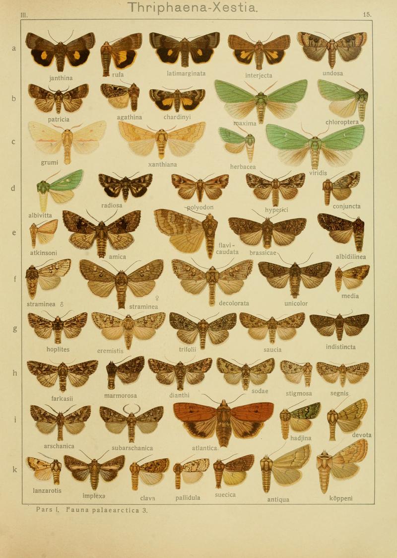 Diegrossschmette03seitz 0037