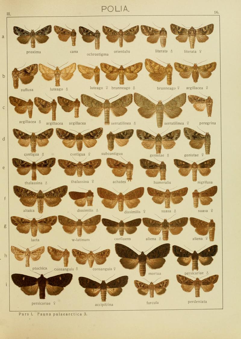 Diegrossschmette03seitz 0039