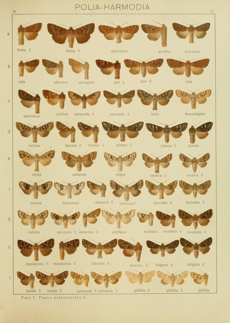 Diegrossschmette03seitz 0041