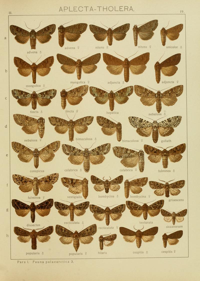 Diegrossschmette03seitz 0045
