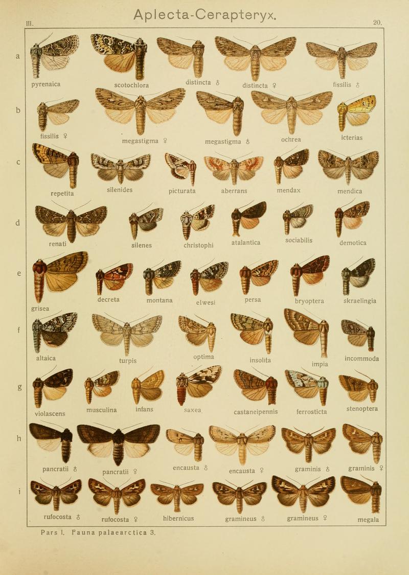 Diegrossschmette03seitz 0047