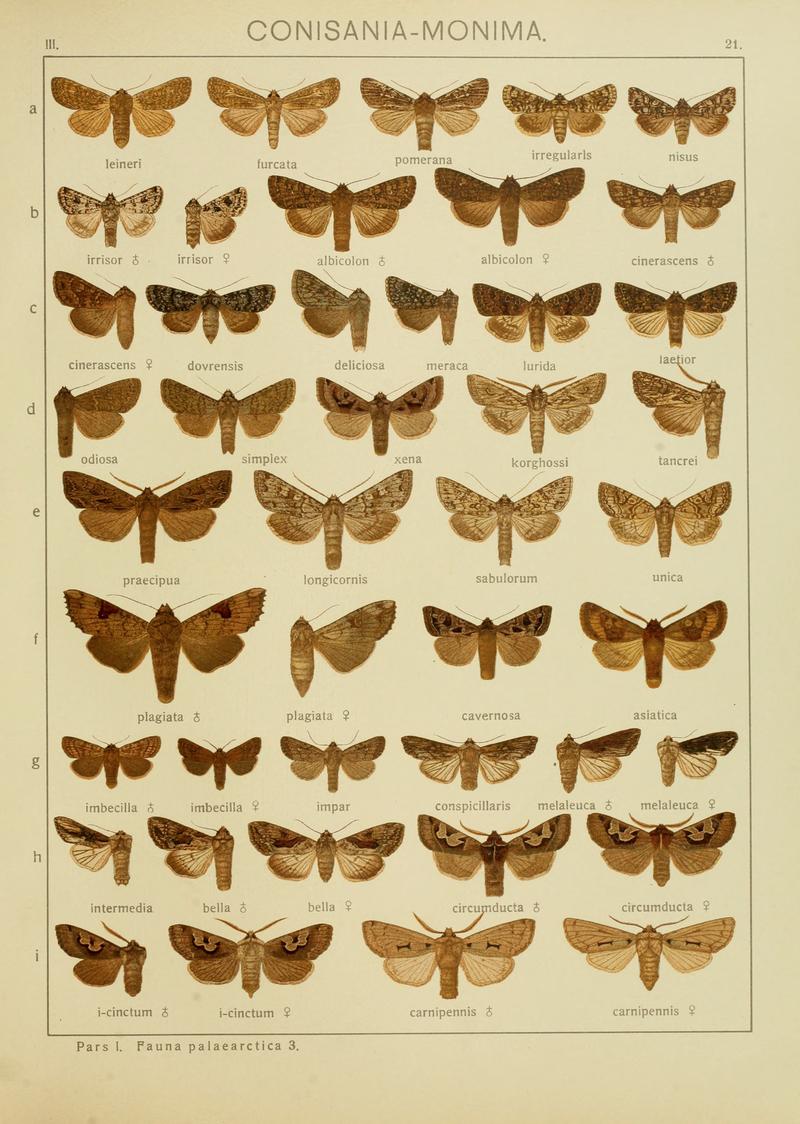 Diegrossschmette03seitz 0049