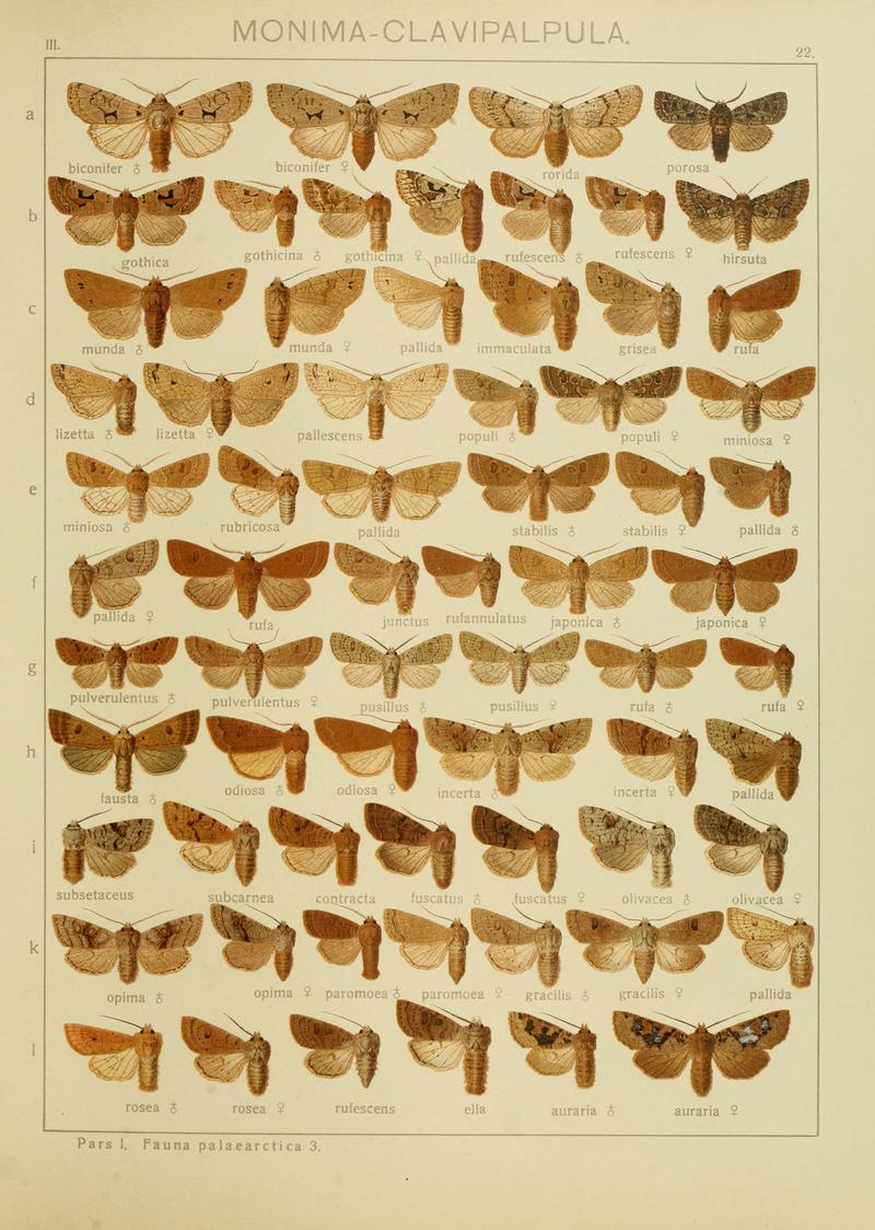 Diegrossschmette03seitz 0051
