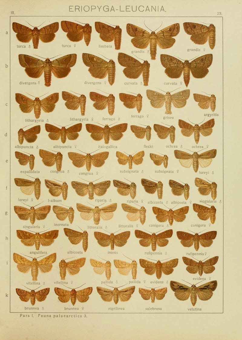 Diegrossschmette03seitz 0053