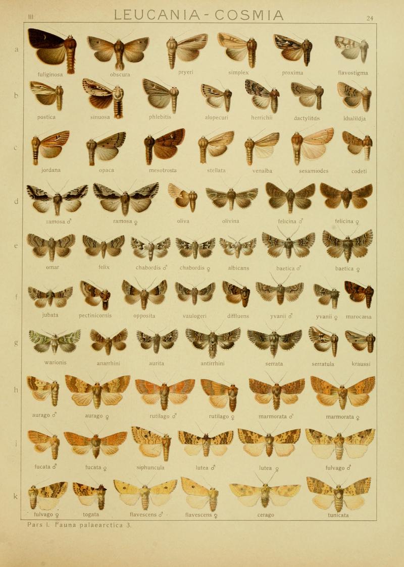 Diegrossschmette03seitz 0055