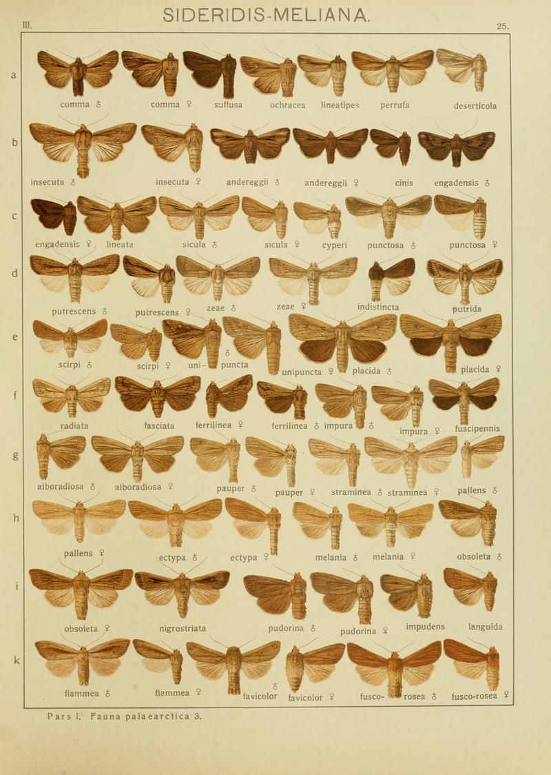 Diegrossschmette03seitz 0057