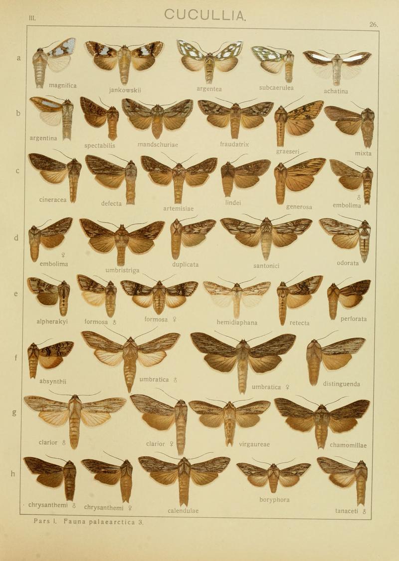 Diegrossschmette03seitz 0059