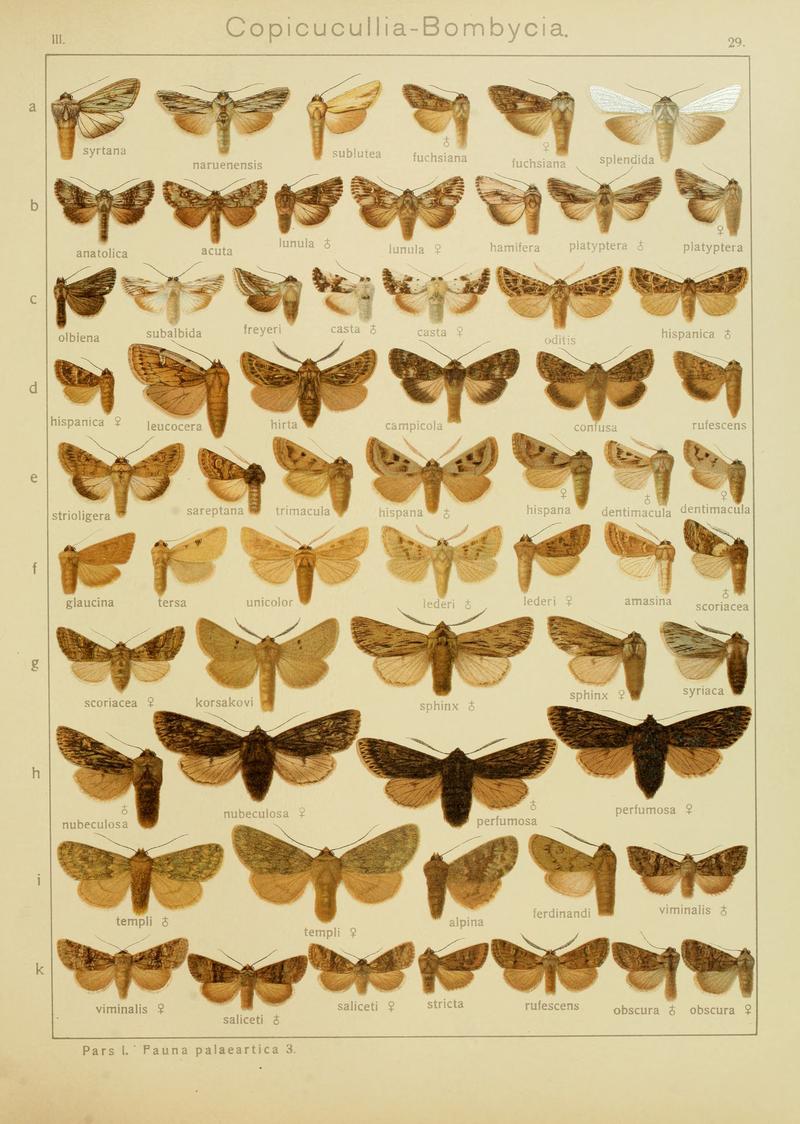 Diegrossschmette03seitz 0065