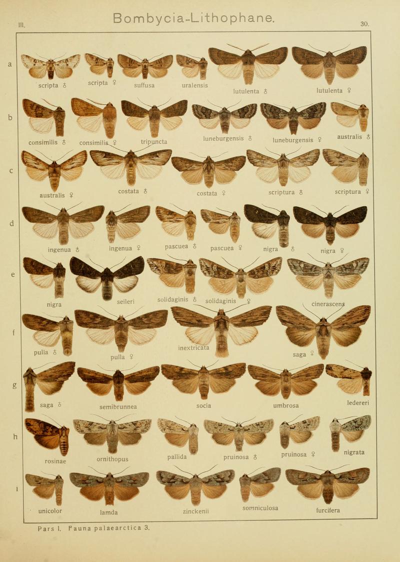 Diegrossschmette03seitz 0067