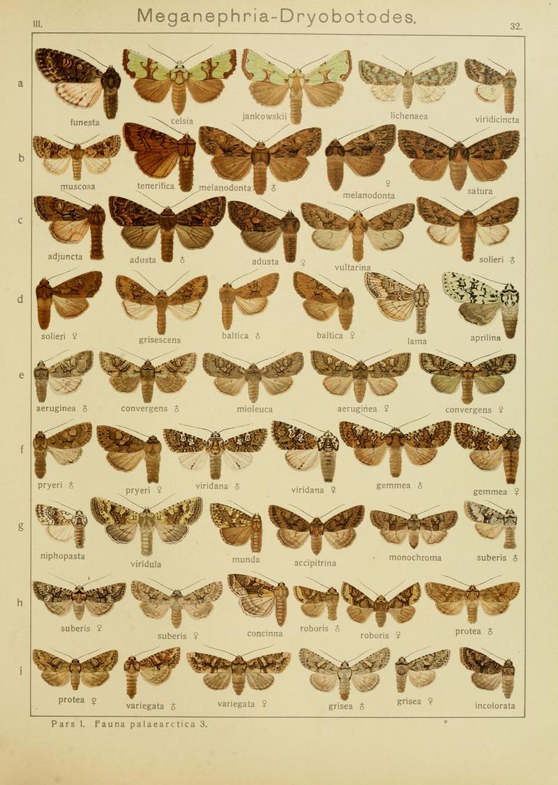 Diegrossschmette03seitz 0071