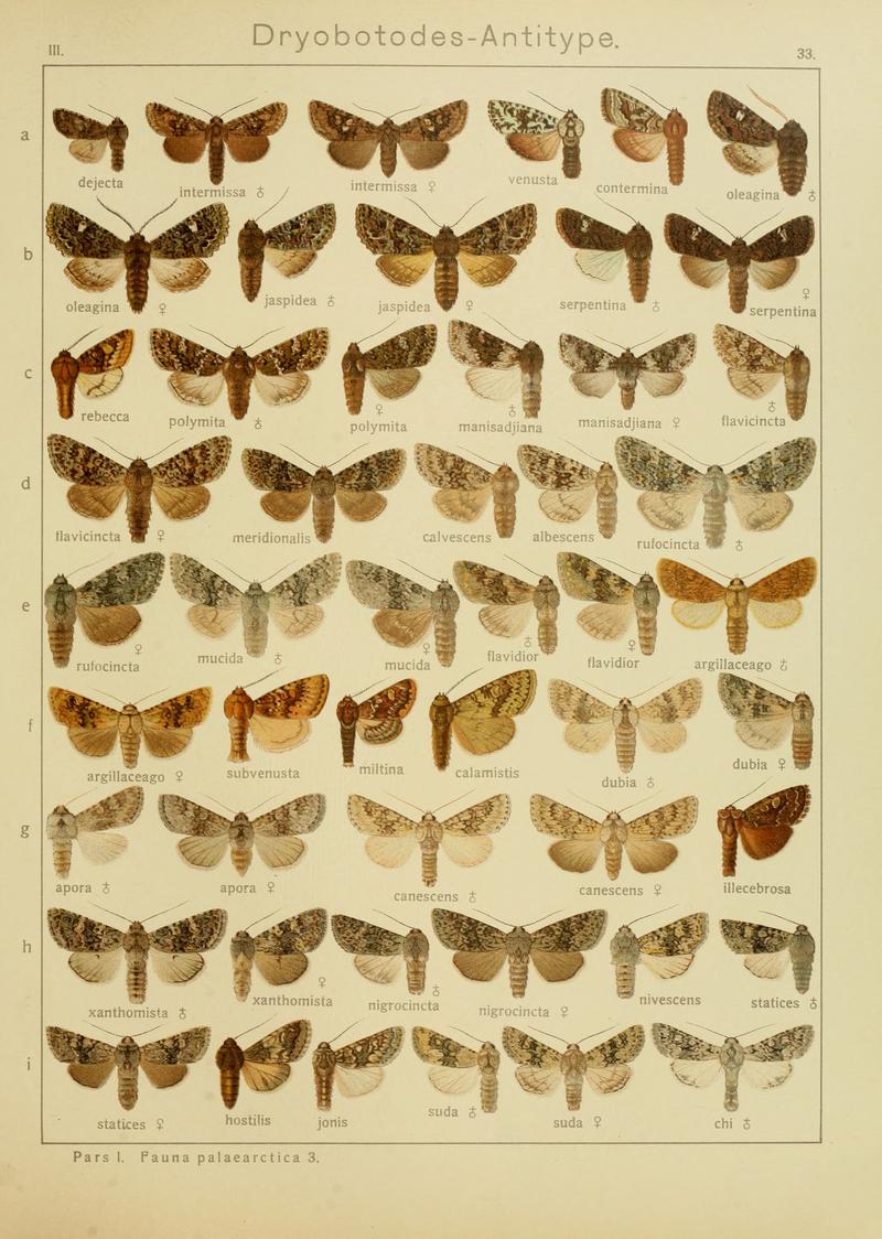 Diegrossschmette03seitz 0073